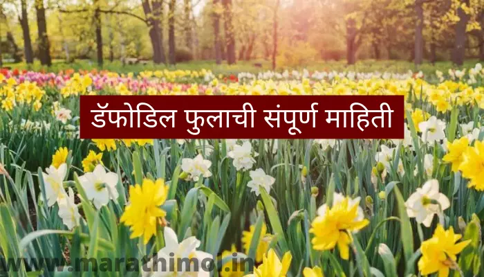Daffodil Flower Information In Marathi