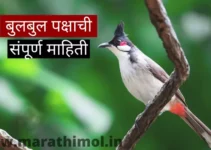 बुलबुल पक्षाची संपूर्ण माहिती Bulbul Bird Information In Marathi