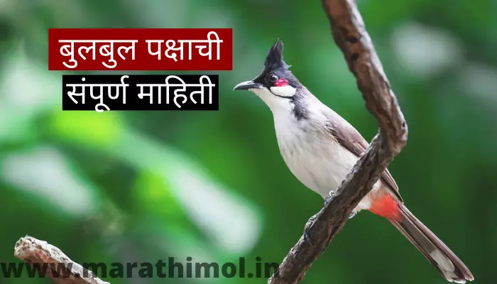 Bulbul Bird Information In Marathi