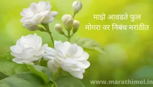 माझे आवडते फुल मोगरा वर निबंध मराठीत Essay On Mogra Flower In Marathi