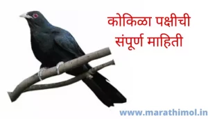 कोकिळा पक्षीची संपूर्ण माहिती Kokila Bird Information In Marathi