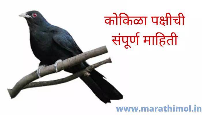 कोकिळा पक्षीची संपूर्ण माहिती Kokila Bird Information In Marathi