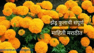 झेंडू फुलाची संपूर्ण माहिती मराठीत Marigold Flower Information In Marathi