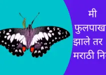 मी फुलपाखरू झाले तर …….. मराठी निबंध If I Were A Butterfly Essay In Marathi