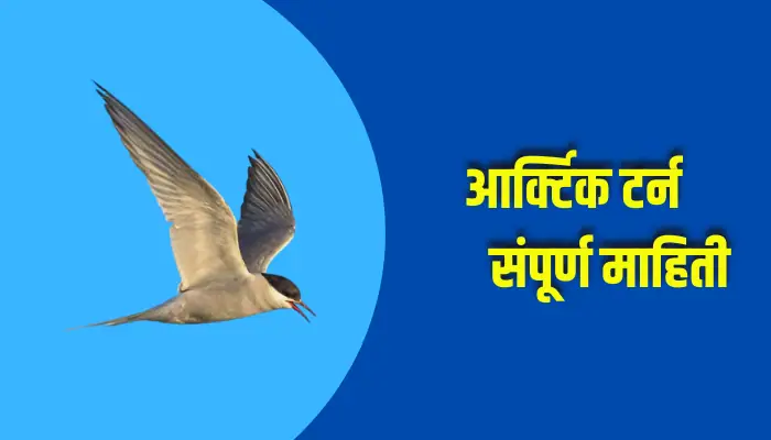 Arctic Tern Bird Information In Marathi