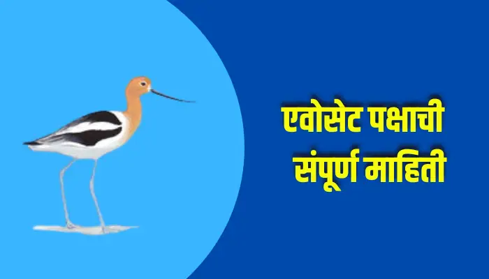 Avocet Bird Information In Marathi