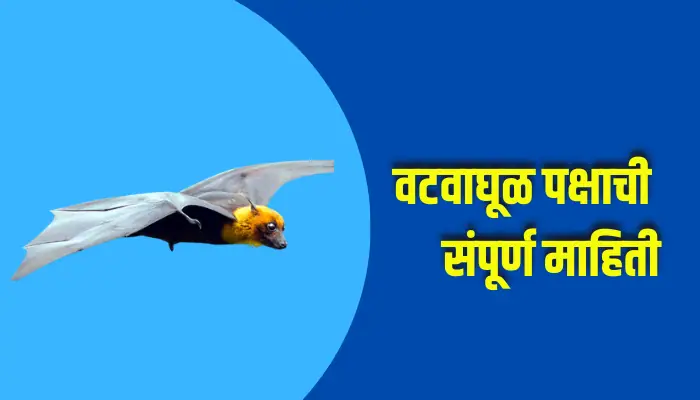 Bat Bird Information In Marathi