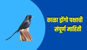 Black Drongo Bird Information In Marathi