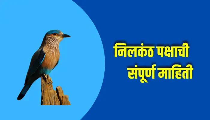 Blue Jay Bird Information In Marathi