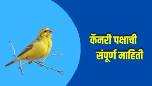 Canary Bird Information In Marathi