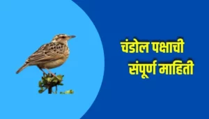 Chandol Bird Information In Marathi