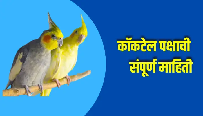 Cockatiel Bird Information In Marathi