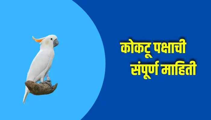 Cockatoo Bird Information In Marathi