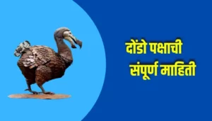 Dondo Bird Information In Marathi