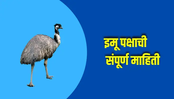 Emu Bird Information In Marathi