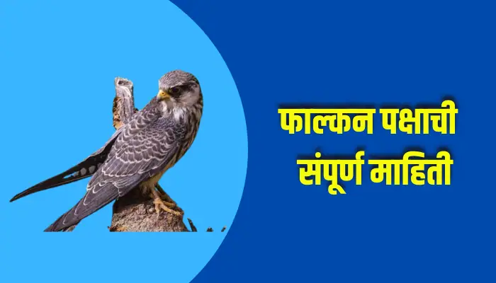 Falcon Bird Information In Marathi
