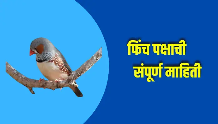 Finch Bird Information In Marathi