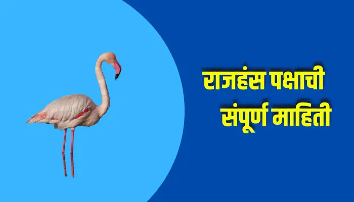 Flamingo Bird Information In Marathi