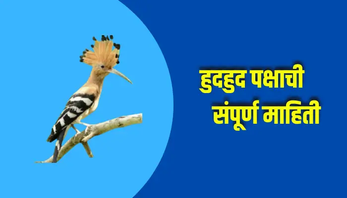 Hudhud Bird Information In Marathi
