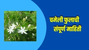 Jasmine Flower Information In Marathi