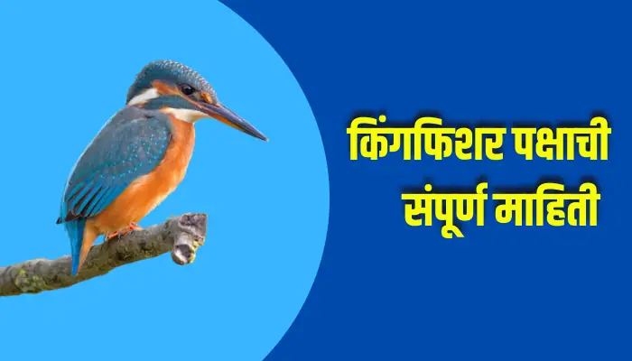 Kingfisher Bird Information In Marathi