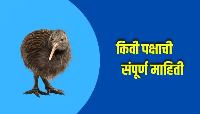 Kiwi Bird Information In Marathi