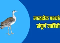 माळढोक पक्ष्यांची संपूर्ण माहिती Maldhok Bird Information In Marathi