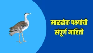 Maldhok Bird Information In Marathi