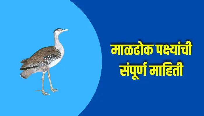 Maldhok Bird Information In Marathi