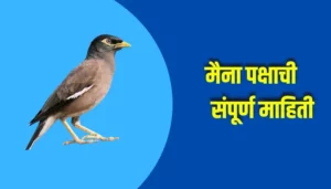 Myna Bird Information In Marathi