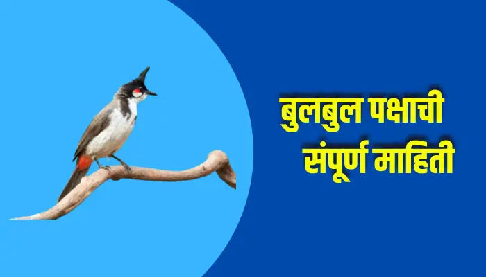 Nightingale Bird Information In Marathi