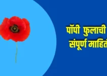 पॉपी फुलाची संपूर्ण माहिती Poppy Flower Information In Marathi