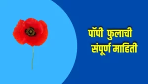 Poppy Flower Information In Marathi
