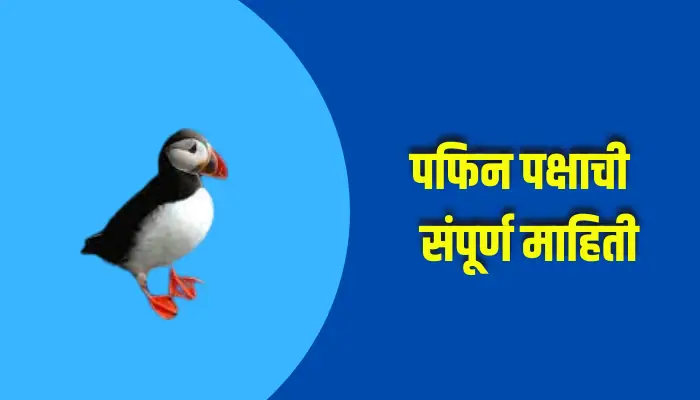  Puffin Bird Information In Marathi