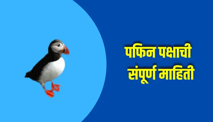 Puffin Bird Information In Marathi