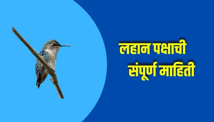 Quail Bird Information In Marathi