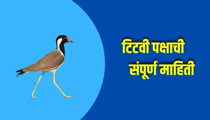 Red-wattled Lapwing Bird Information In Marathi