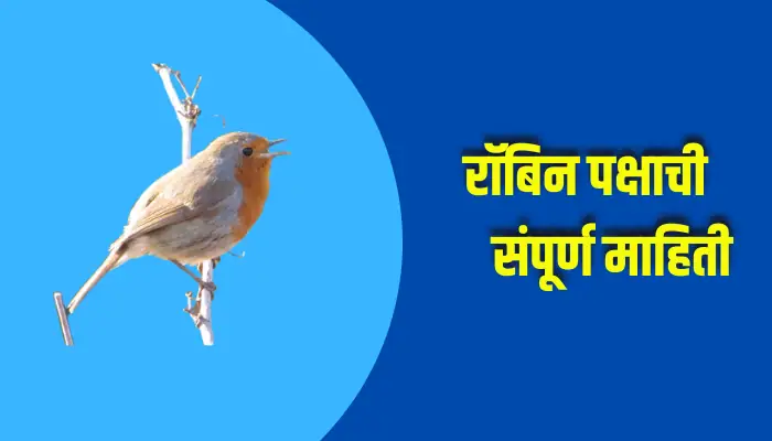 Robin Bird Information In Marathi