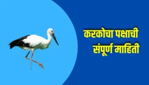 Stork Bird Information In Marathi