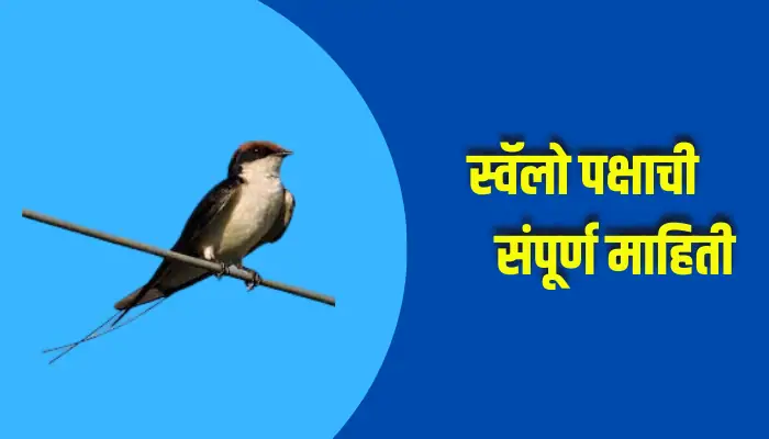 Swallow Bird Information In Marathi