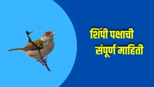 Tailor Bird Information In Marathi