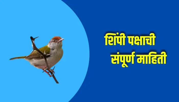 Tailor Bird Information In Marathi
