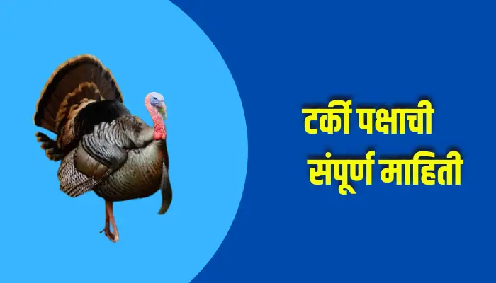 Turkey Bird Information In Marathi