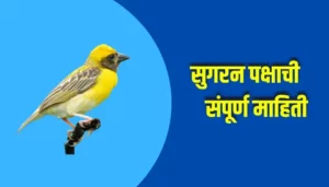 Weaver Bird Information In Marathi