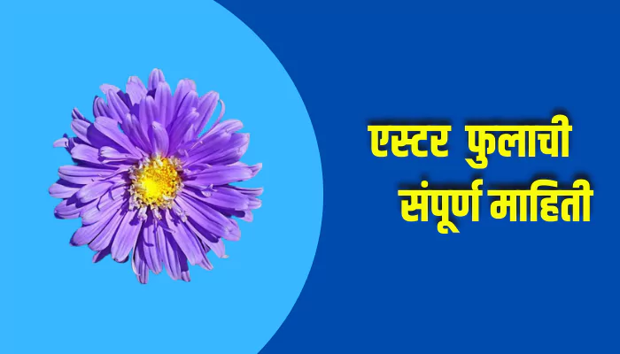 Aster Flower Information In Marathi