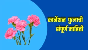Carnation Flower Information In Marathi