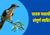चातक पक्षाची संपूर्ण माहिती Chatak Bird Information In Marathi