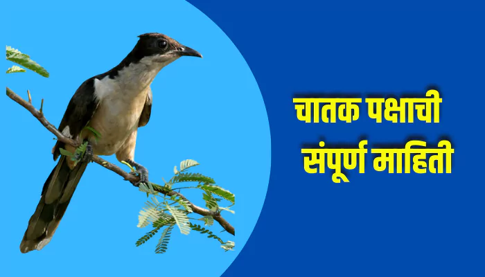 Chatak Bird Information In Marathi
