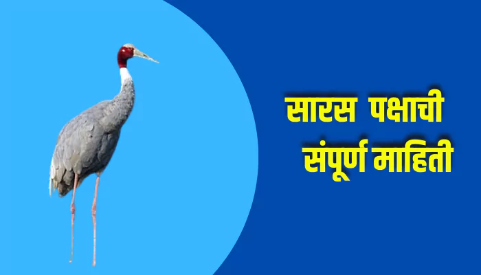 Crane Bird Information In Marathi