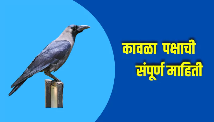 Crow Bird Information In Marathi